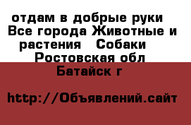 отдам в добрые руки - Все города Животные и растения » Собаки   . Ростовская обл.,Батайск г.